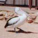This is the Australian Pelican